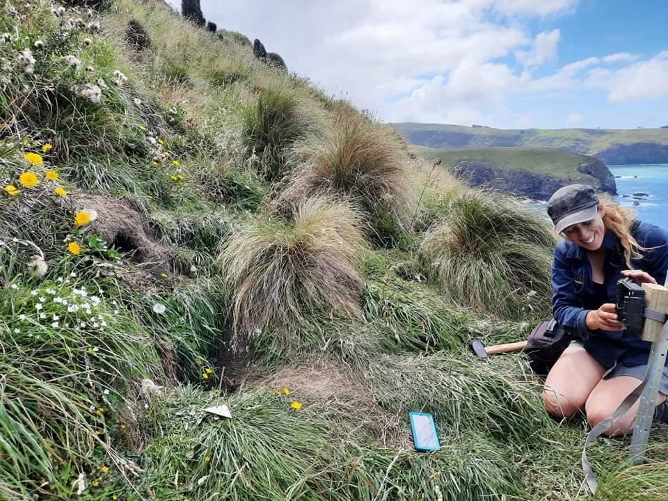 Photo: Jess installing a camera at a tītī burrow (Credit: Jess)