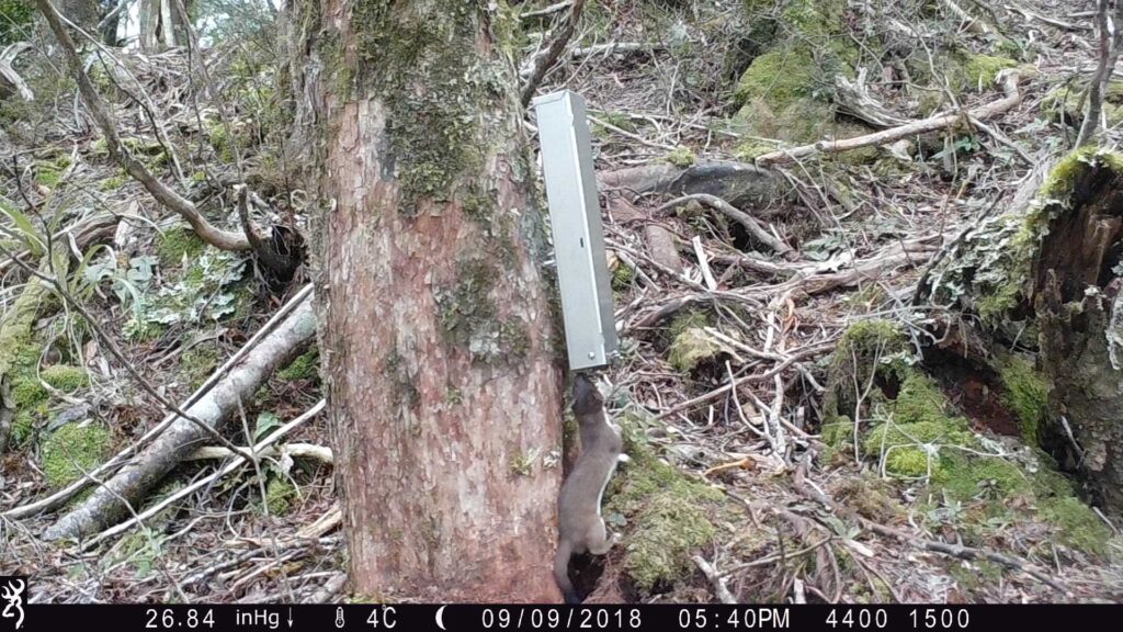 Photo: Stoat getting into the ZIP moto-lure (Zero Invasive Predators)