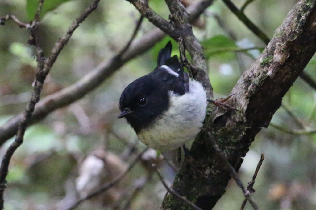 Photo: Miromiro coming to say hello - less predators means more of these borbs (Lloyd Mander)